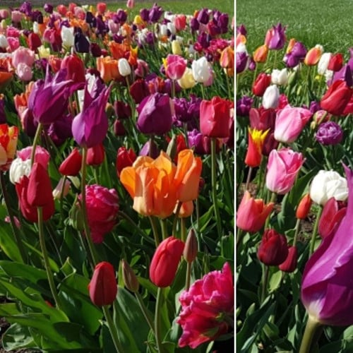 Tulpen Phantasie Mischung XL-Packung