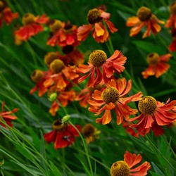 Zonnekruid Moerheim Beauty - Helenium (Potplant) (Sixpack)
