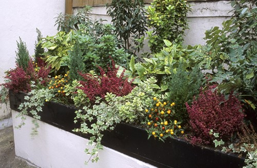 Garten Border Wintergrünes Beet Modeste Herwig