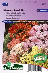 Tauzendblatt Summer Pastels F2 Mix (Achillea)