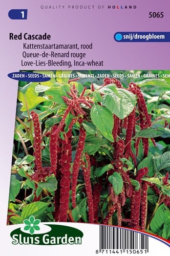Blutweiderich Red Cascade - Amaranthus