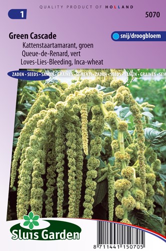 Blutweiderich Green Cascade - Amaranthus