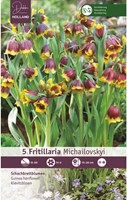 Fritillaria michailovskyi - Kievitsbloem-2