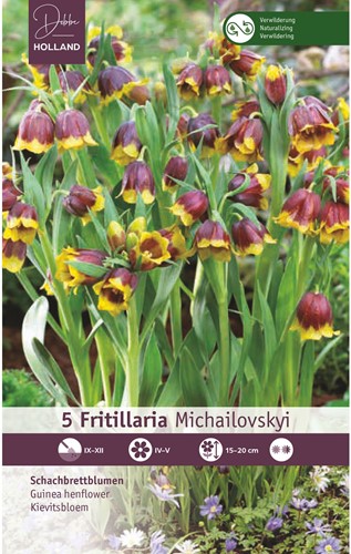 Fritillaria michailovskyi - Kievitsbloem-2