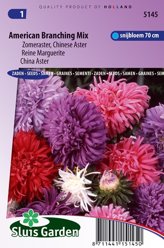 Aster Amerikanischer Busch Mischung (Sommeraster)