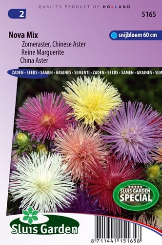 Aster Nova mix (Sommeraster)