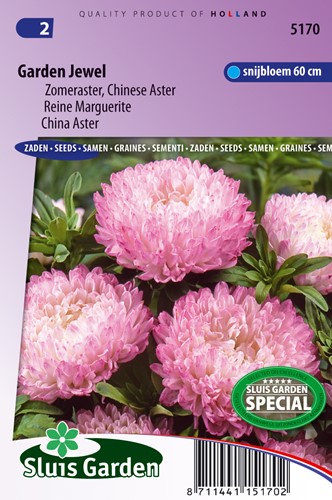 Aster Garden Jewel Rose (Sommeraster)