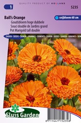 Ringelblume Ball's Orange - Calendula