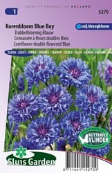 Kornblume Blue Boy, doppelblumig