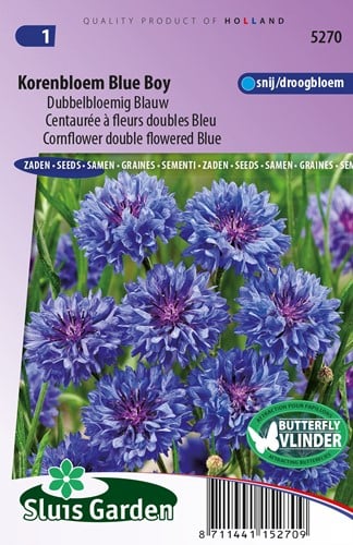 Kornblume Blue Boy, doppelblumig