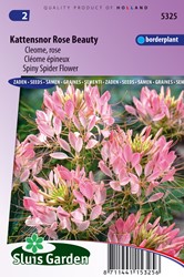 Katzenschnurrbart Rose Beauty - Cleome