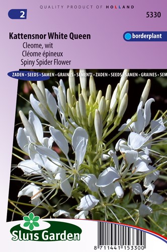 Katzenschnurrbart White Queen - Cleome