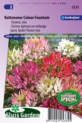 Katzenschnurrbart Colour Fountain mix - Cleome