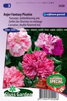 Nelke Picotee Fantasy mix - Dianthus