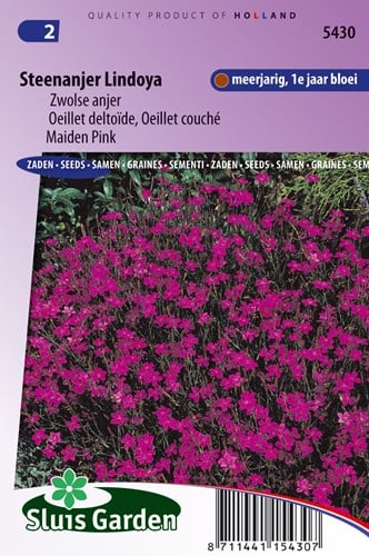 Steinnelke Lindoya - Dianthus