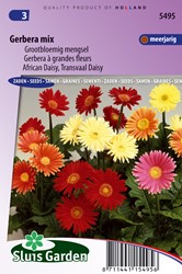 Gerbera großblumig gemischt