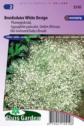 Schleierkraut Bristol Fairy - Gypsophila