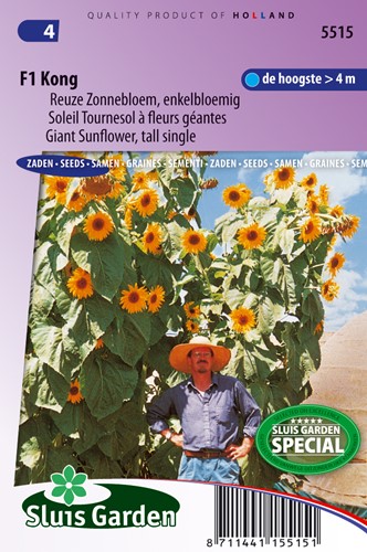 Sonnenblume F1 Kong