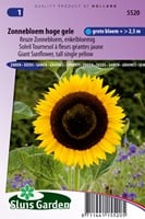 Sonnenblume Hohe gelbe