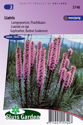 Prachtscharten - Liatris
