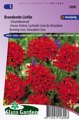 Scharlachlichtnelke