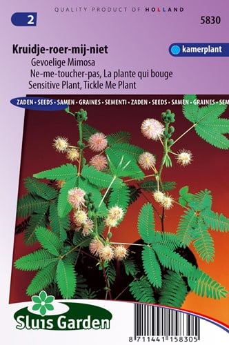 Gemeine Mimose