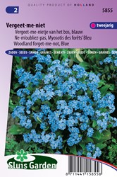 Vergissmeinnicht Indigo Blue