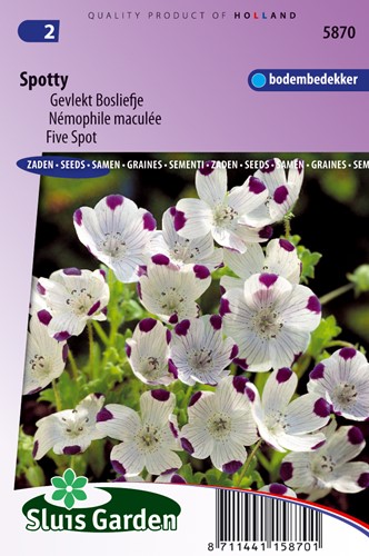 Hainblume Spotty
