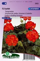 Gartengeranien F2 rot
