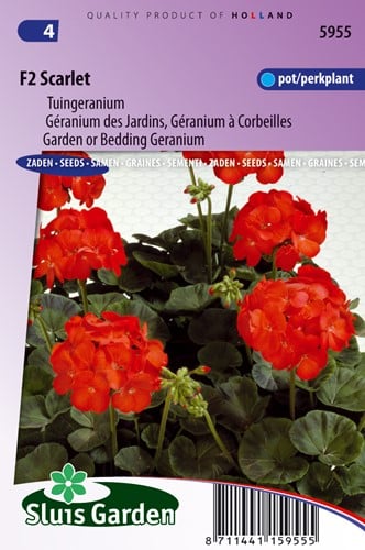 Gartengeranien F2 rot