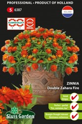 Zinnie Zahara Fire double - Zinnia