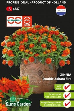 Zinnie Zahara Fire double - Zinnia