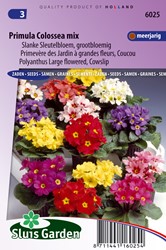 Schlüsselblume Colossea Mix