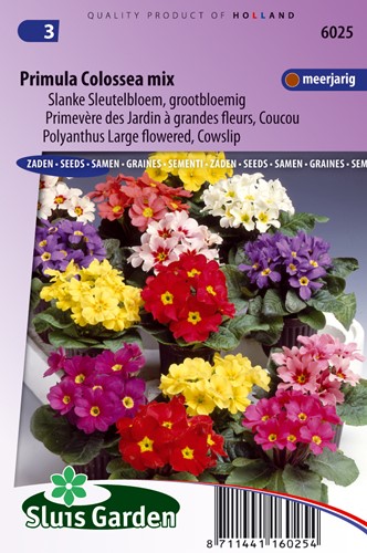 Schlüsselblume Colossea Mix