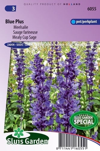 Salbei farinacea Blue Plus