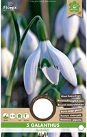 Galanthus Maximus – Schneeglöckchen