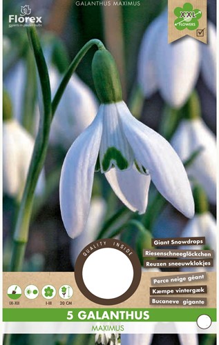 Galanthus Maximus – Schneeglöckchen