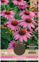 Echinacea Purpurea-2