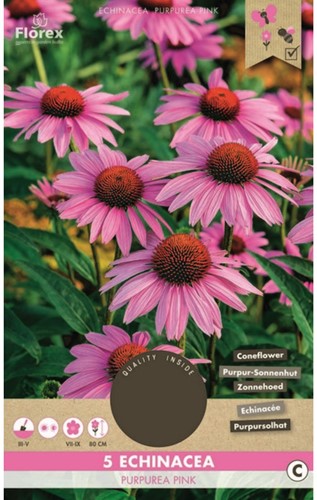 Echinacea Purpurea-2