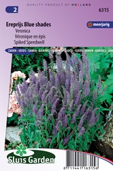 Ehrenpreis-Veronica Blue Shades