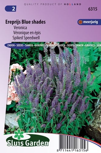 Ehrenpreis-Veronica Blue Shades