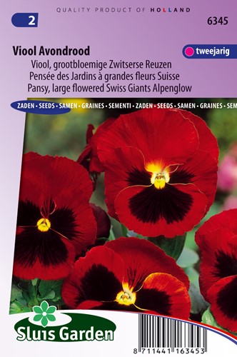 Stiefmütterchen Schweizer Riesen Abendrot