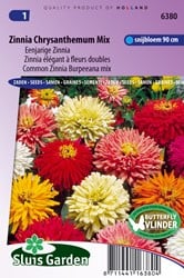 Zinnie Chrysanthemum mix