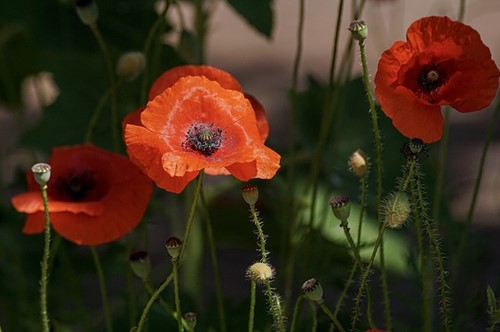 Papaver orientale Rembrandt Garten-Mohn (Dreierpack)
