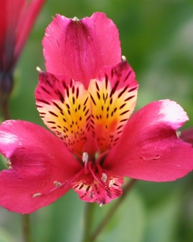 Alstroemeria Rosa Inkalilien