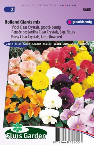 Veilchen Holland Giants Mix Viola Clear Crystals