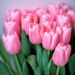 Bio-Tulpen Triumph Pink - Tulipa