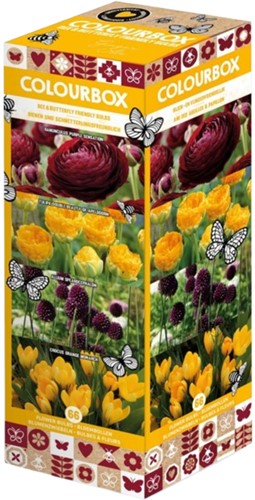 Colourbox Gelb und lila – Blumenzwiebel-Mischung
