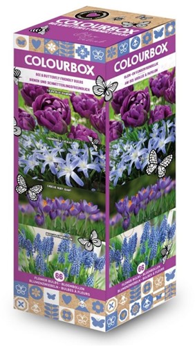 Colourbox Blau – Blumenzwiebel-Mischung
