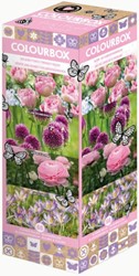 Colourbox Rosa & Lila – Blumenzwiebel-Mischung